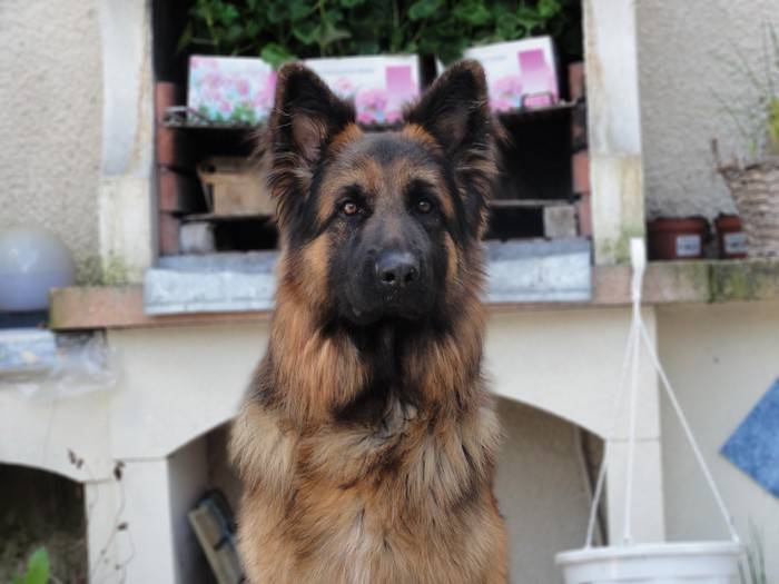 Faolan, Berger Allemand à poils longs, 1 an 1/2 - Berger Allemand