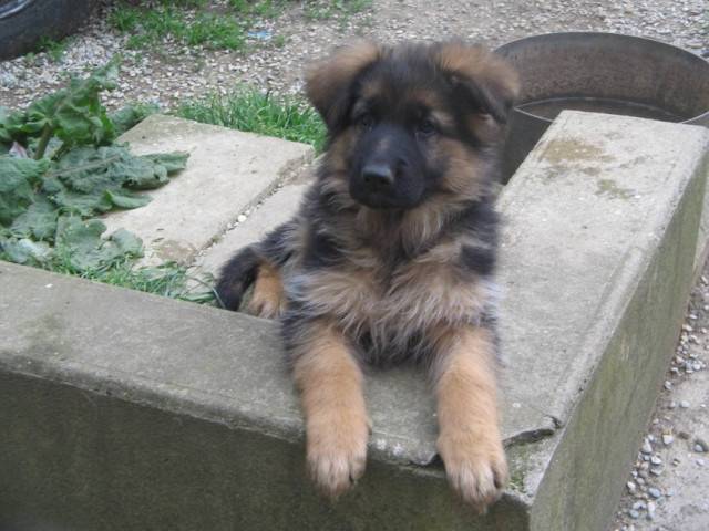 jessi - Berger Allemand (1 mois)