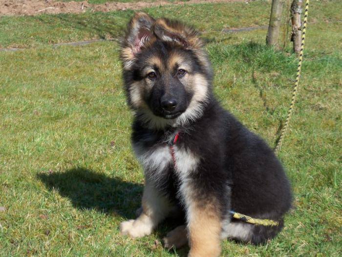 Diego Berger Allemand à poils long à 3 mois - Berger Allemand (3 mois)