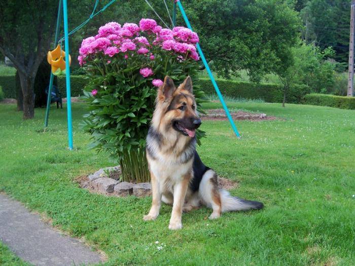 Diego beau Berger Allemand à poils longs - Berger Allemand