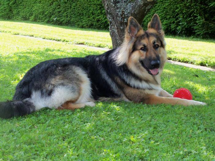 Diego - Berger Allemand