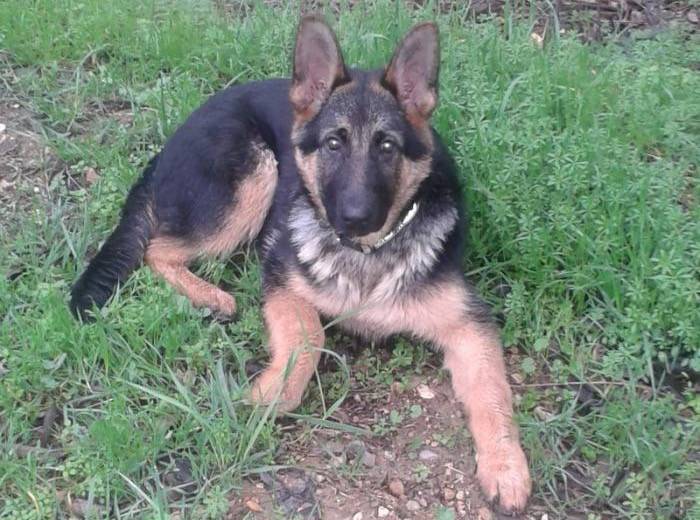 Max jeune berger Allemand 4 mois - Berger Allemand (4 mois)