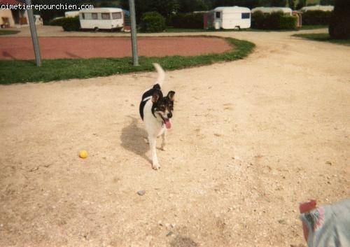 BELLE - Berger Allemand