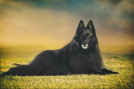 this is my dog shadow - Berger Allemand Mâle (10 ans)