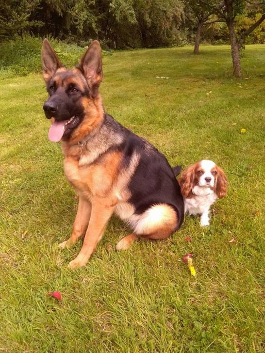 Princesse et Lady - Berger Allemand (1 an)