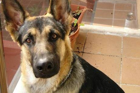 Lobo 8 mois - Berger Allemand (8 mois)
