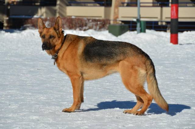 Le Berger Allemand