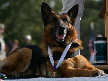 Lex, un chien en première ligne lors de la guerre d’Irak