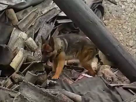 Kaos, chien sauveteur des derniers survivants d’Amatrice