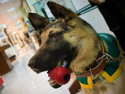 Zuyaqui, chien héros de la lutte contre les cartels mexicains