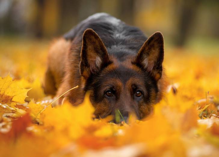 Un Berger Allemand allongé dans les feuilles