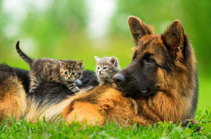 Un Berger Allemand allongé dans l'herbe avec deux chatons sur son dos