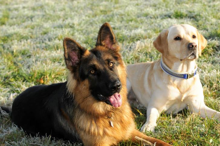 Un Berger Allemand allongé dans l'herbe avec un labrador