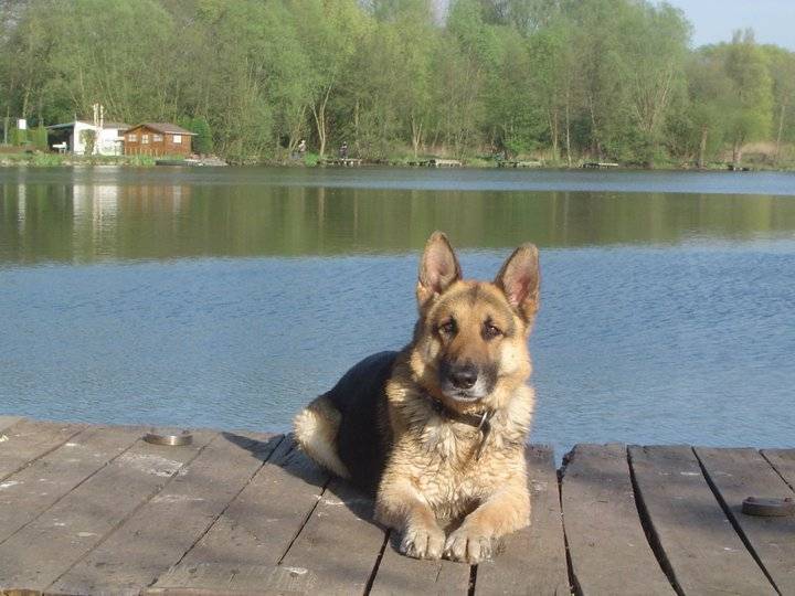 orko - Berger Allemand Mâle (11 ans)