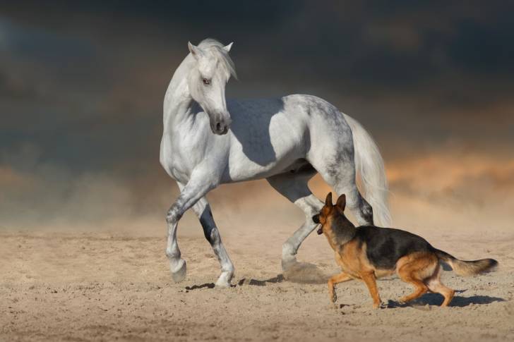 Un cheval blanc et un Berger Allemand regardant l'un vers l'autre