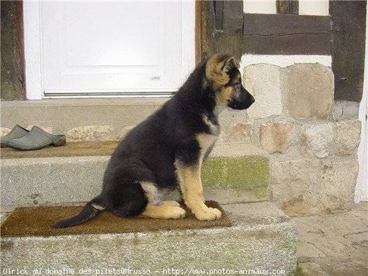 Mon chiot - Berger Allemand Mâle (5 mois)