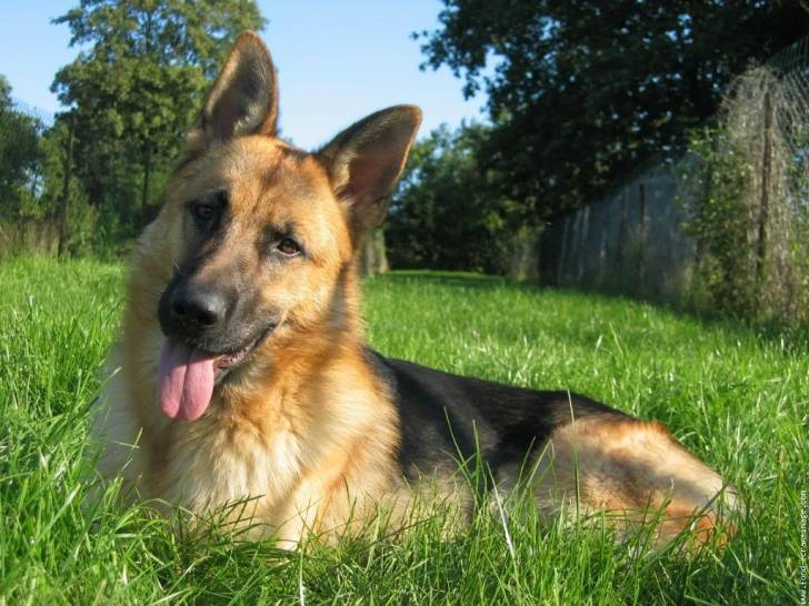 Mon grand Delgado - Berger Allemand Mâle (2 ans)