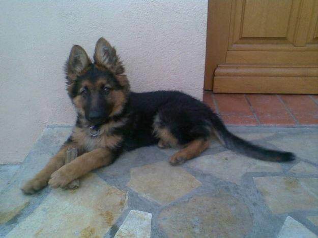 rick - Berger Allemand Mâle (7 mois)