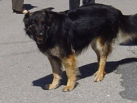 Willy - Berger Allemand