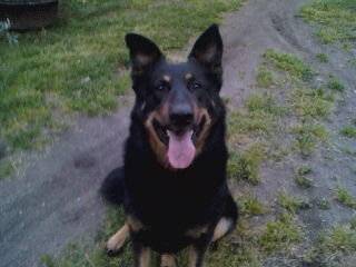 Bonhomme - Berger Allemand Mâle (4 ans)