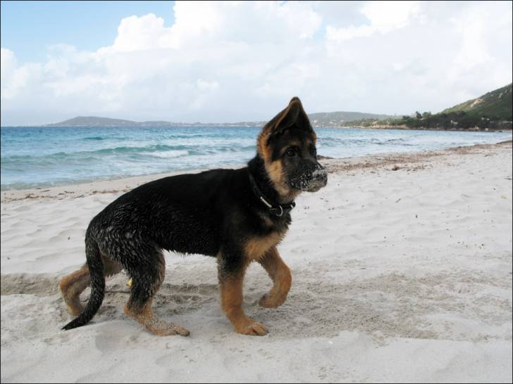 Max ( ki a maintenant 7 mois ) - Berger Allemand Mâle (7 mois)