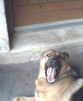 pato - Berger Allemand Mâle (4 ans)
