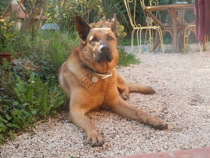 didou - Berger Allemand Mâle