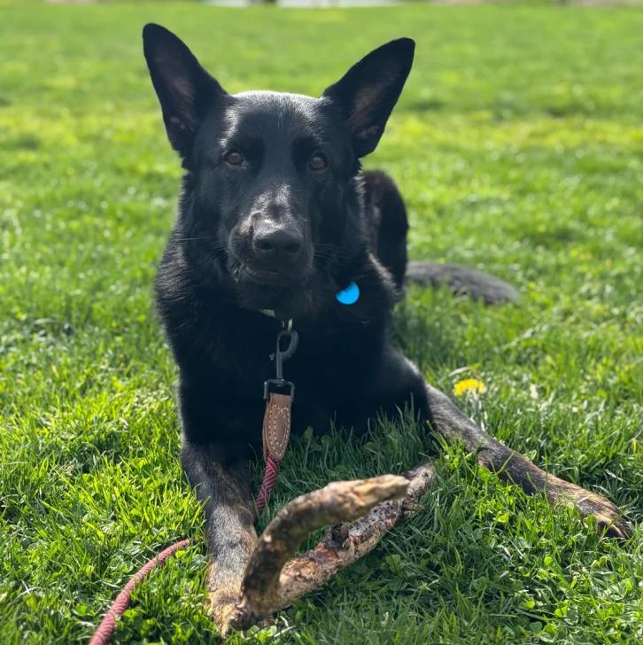 Un Berger Allemand allongé sur un terrain herbeux et qui est tenu en laisse 