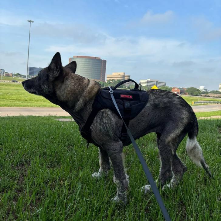 Un Berger Allemand sur un terrain herbeux et qui est tenu en laisse 