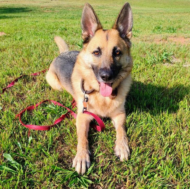 Un Berger Allemand allongé sur une surface herbacée et qui est tenu en laisse