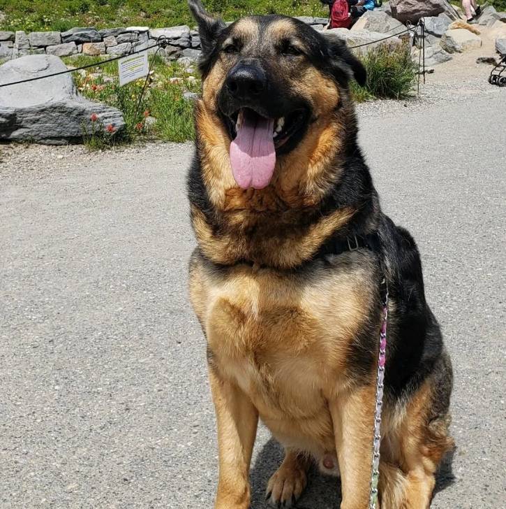 Un Berger Allemand ayant la langue et qui est tenu en laisse 