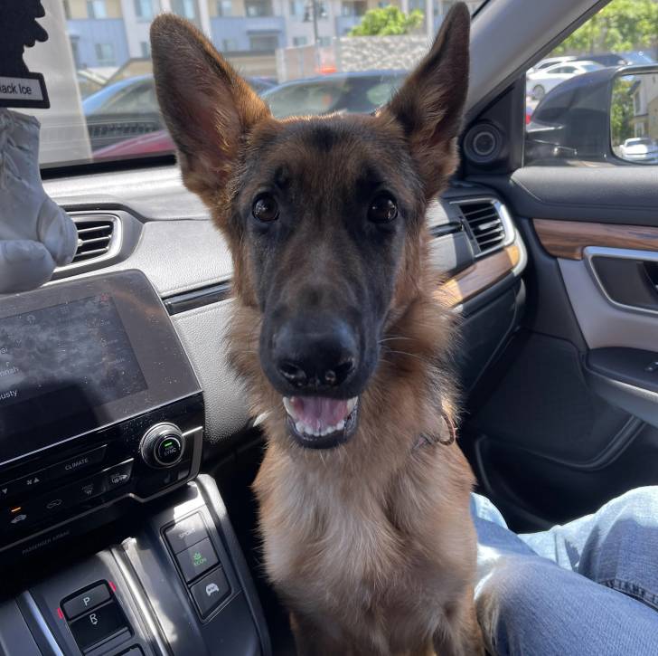 Un Berger Allemand dans une voiture et ayant la gueule légèrement ouverte 