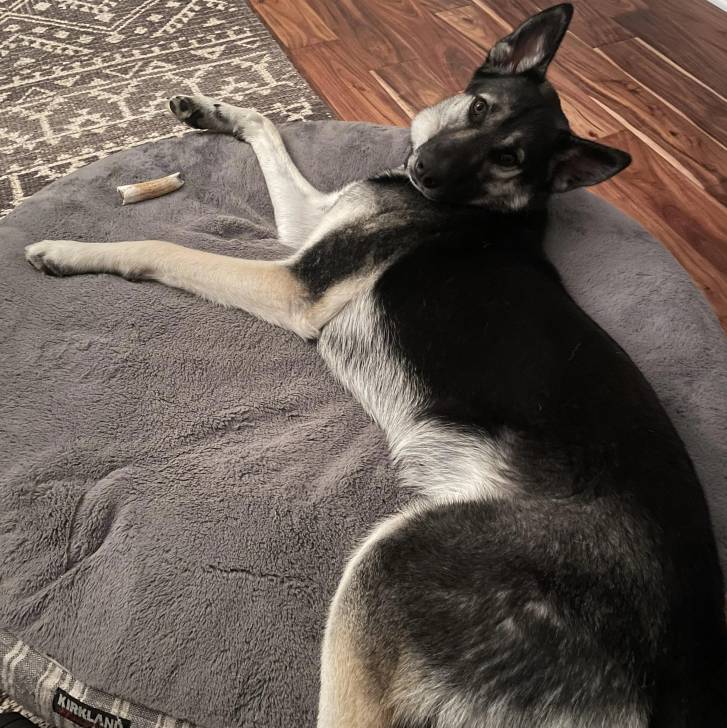 Un Berger Allemand allongé sur un lit pour chien et regardant vers la caméra 