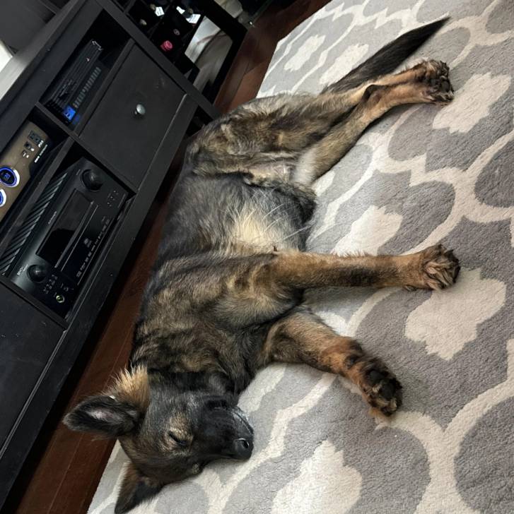 Un Berger Allemand allongé sur un tapis et semblant dormir 
