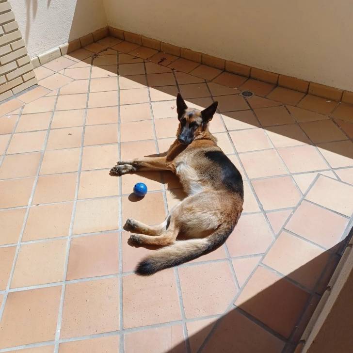 Un Berger Allemand allongé sur une surface carrelé et regardant vers la caméra
