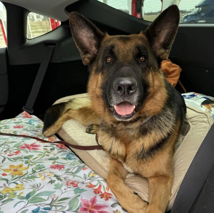 Un Berger Allemand allongé dans un véhicule et regardant vers la caméra
