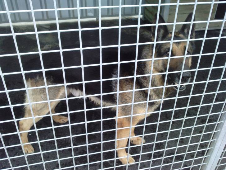 leguenne - Berger Allemand (11 mois)