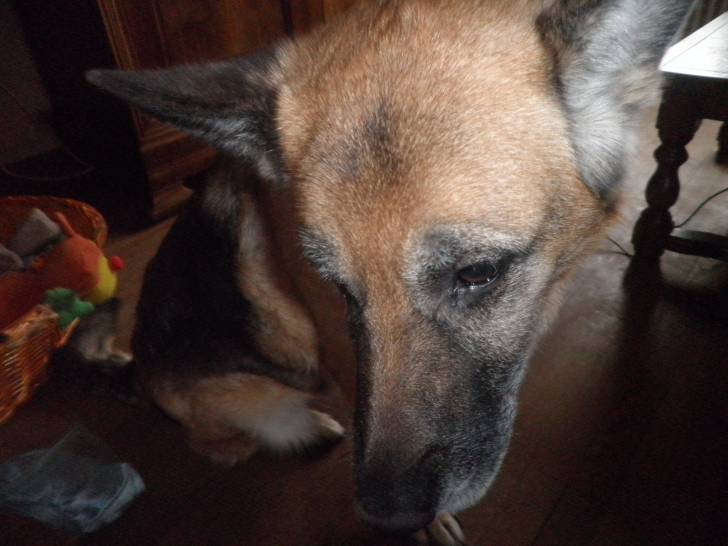 reybane - Berger Allemand (11 ans)