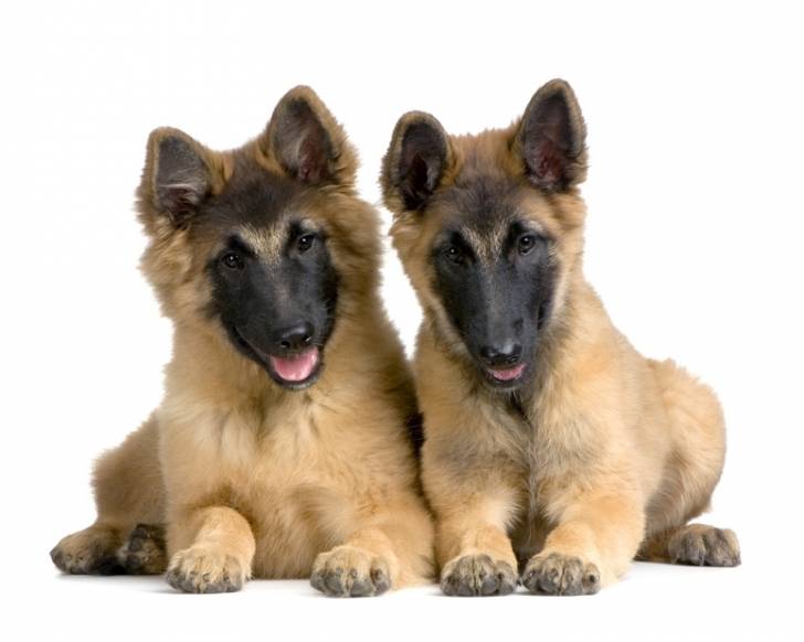 Jva mes chiots - Berger Allemand (8 mois)