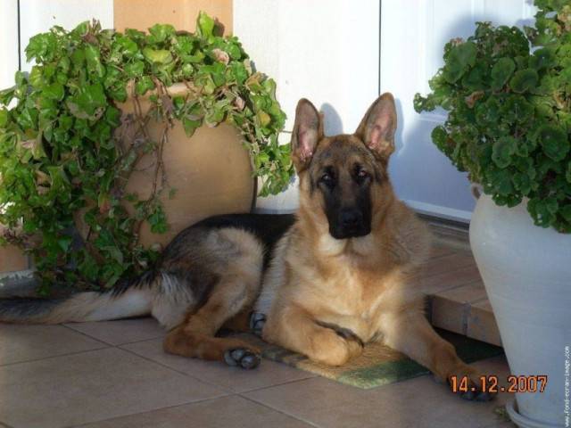 junior - Berger Allemand Mâle (5 mois)