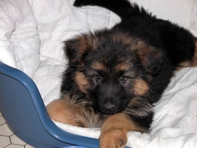 patty - Berger Allemand (3 mois)