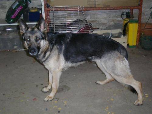 luna - Berger Allemand (4 mois)