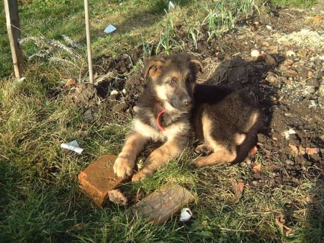 Lassie - Berger Allemand (2 mois)