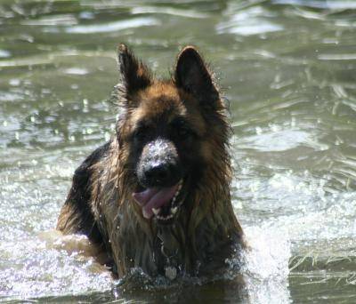 Volcan - Berger Allemand Mâle (4 ans)