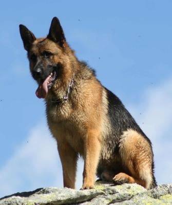 Falko - Berger Allemand Mâle (3 ans)