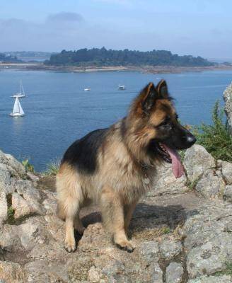 Volcan - Berger Allemand Mâle (4 ans)