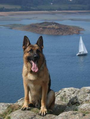 Falko - Berger Allemand Mâle (3 ans)
