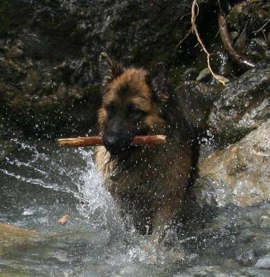 Volcan - Berger Allemand Mâle (4 ans)