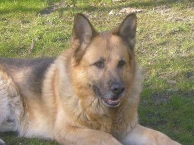 Rex - Berger Allemand Mâle (12 ans)