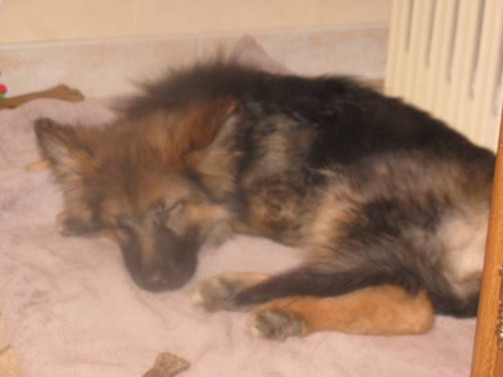 FIONA - Berger Allemand (8 mois)
